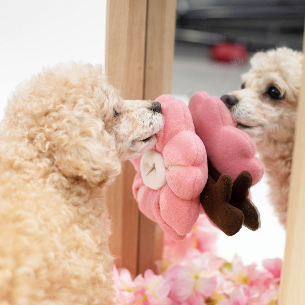 붙이는 노즈워크 강아지 장난감 제주 벚꽃